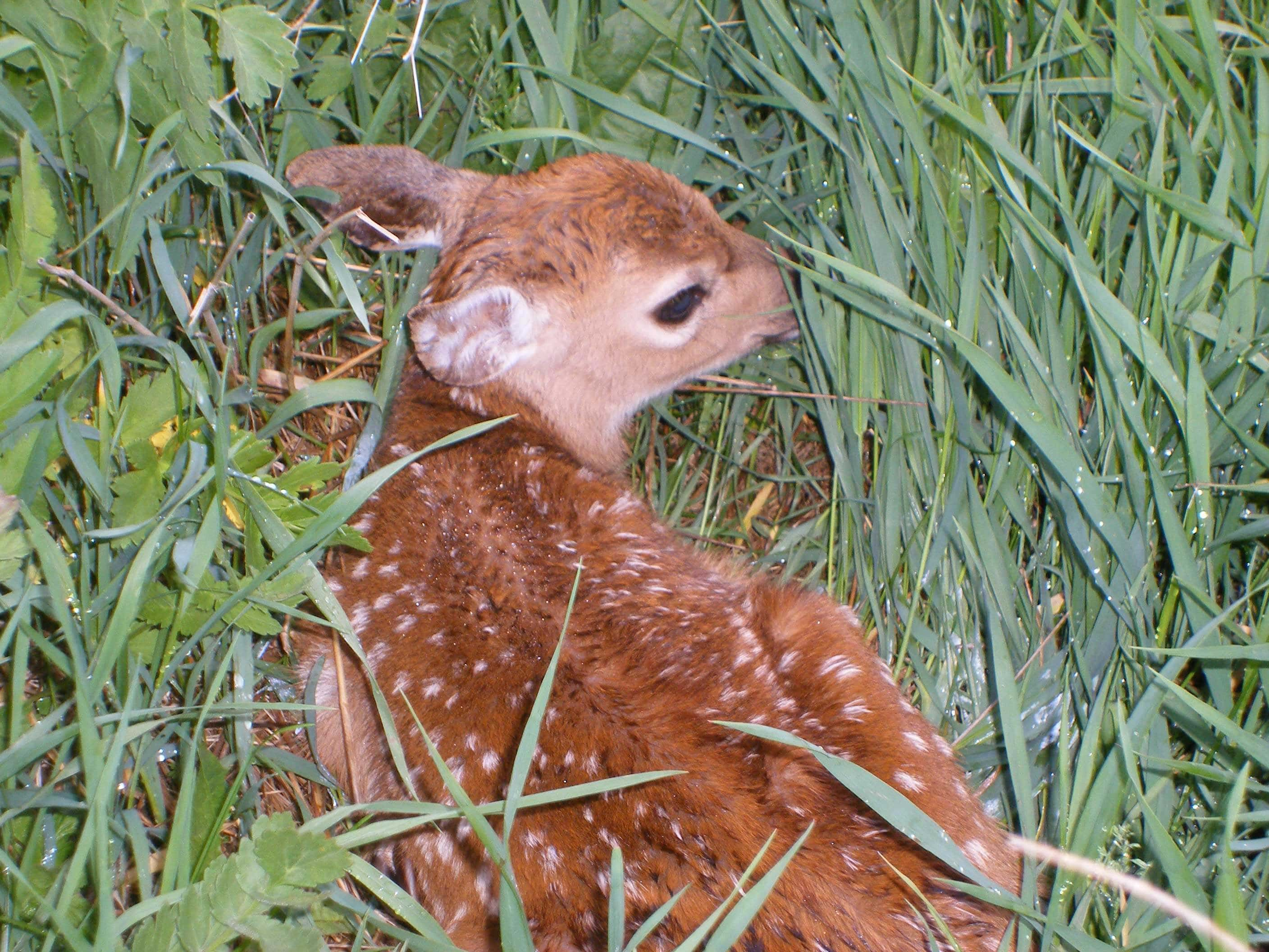 fawn